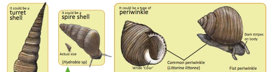 Seashell Identification and Names